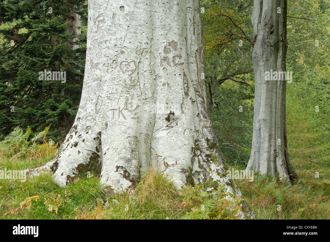 Alberi vicino al Powerscourt Waterfall, County Wicklow, Repubblica di Irlanda Foto Stock