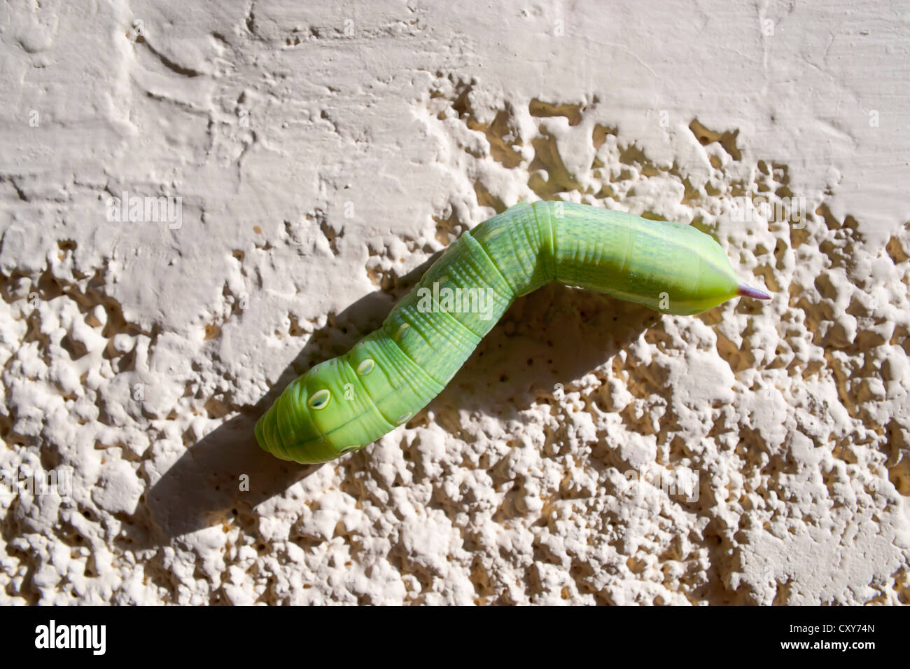Caterpillar Hawkmoth su una parete dipinta. Foto Stock