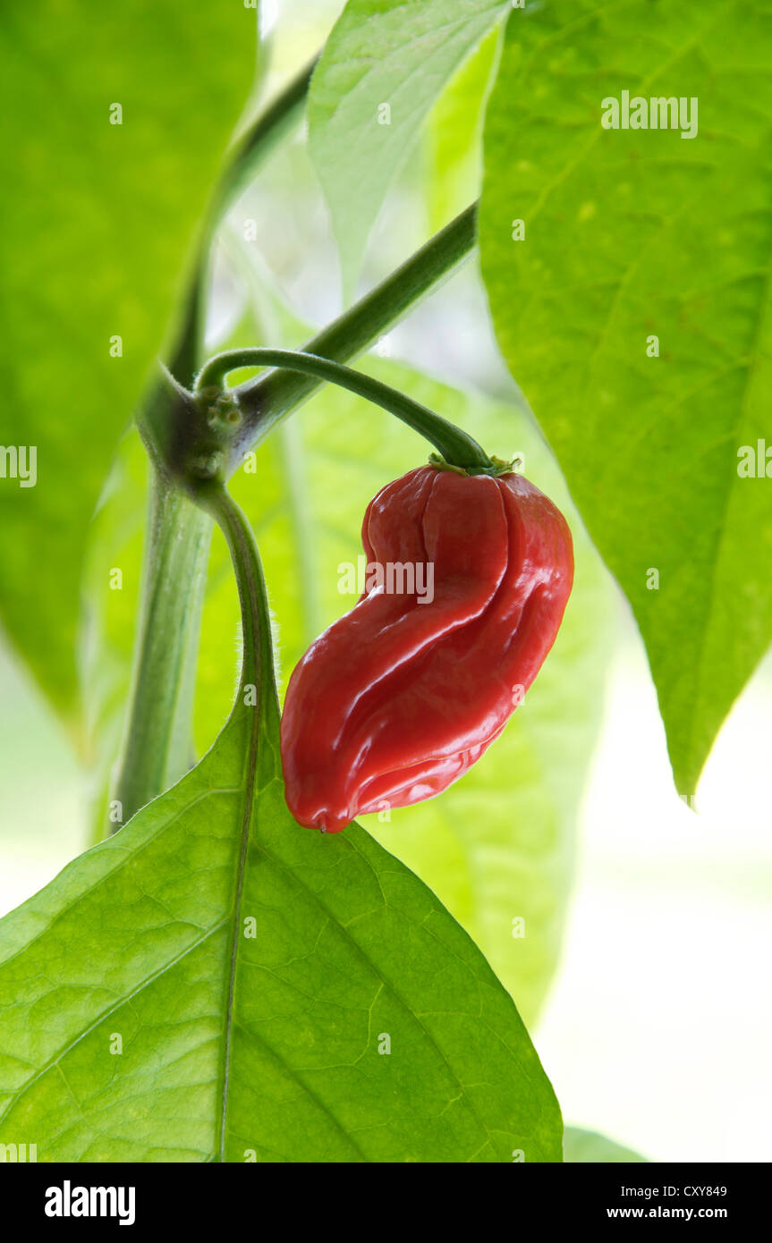 Un ardente Dorset Naga Peperoncino (tra i più caldi peperoncino varietà noto) che cresce sull'impianto, red hot, maturo e pronto per il prelievo. Foto Stock