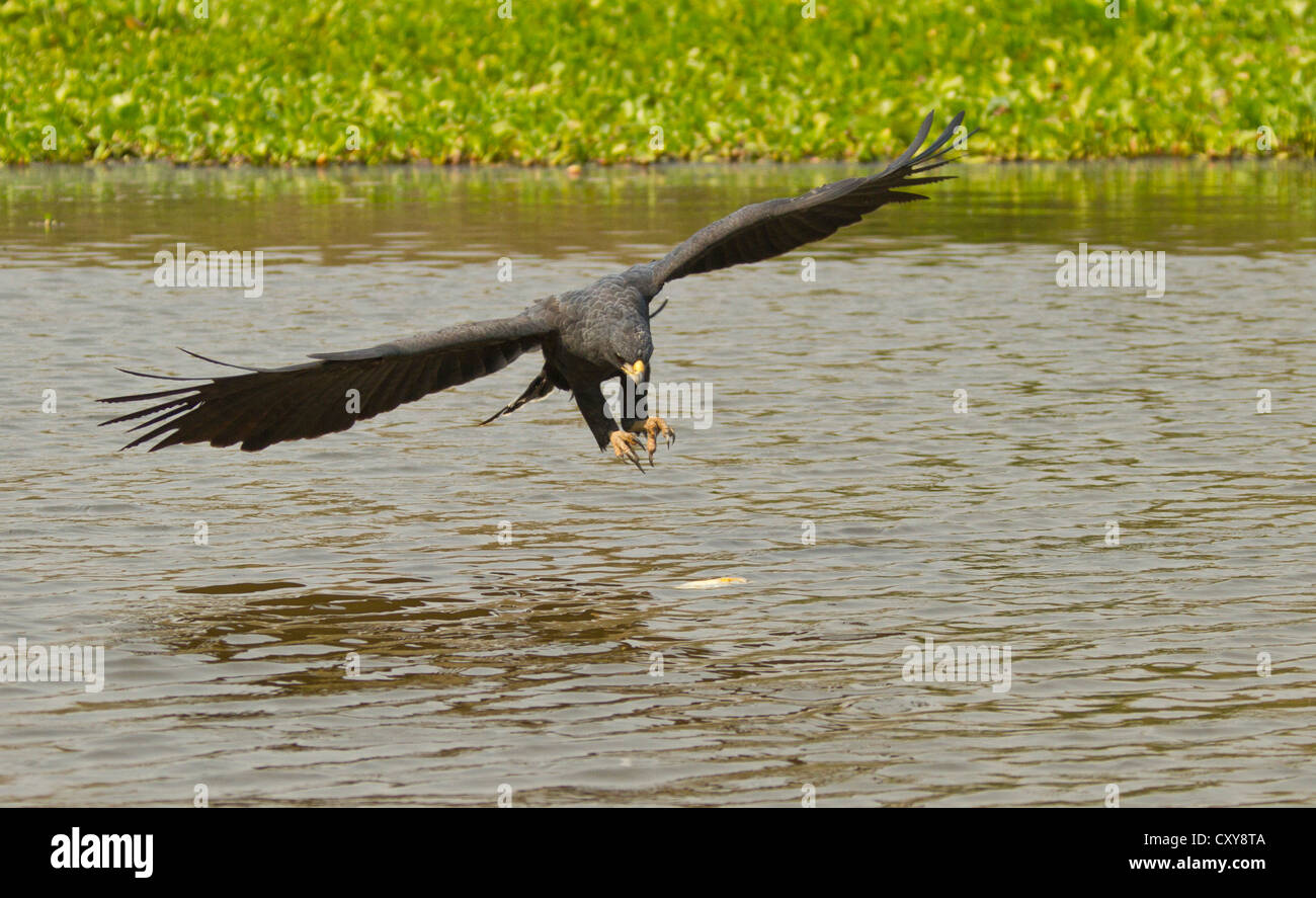 Grande Black Hawk (Buteogallus urubitinga) circa a strappare un pesce di acqua Foto Stock