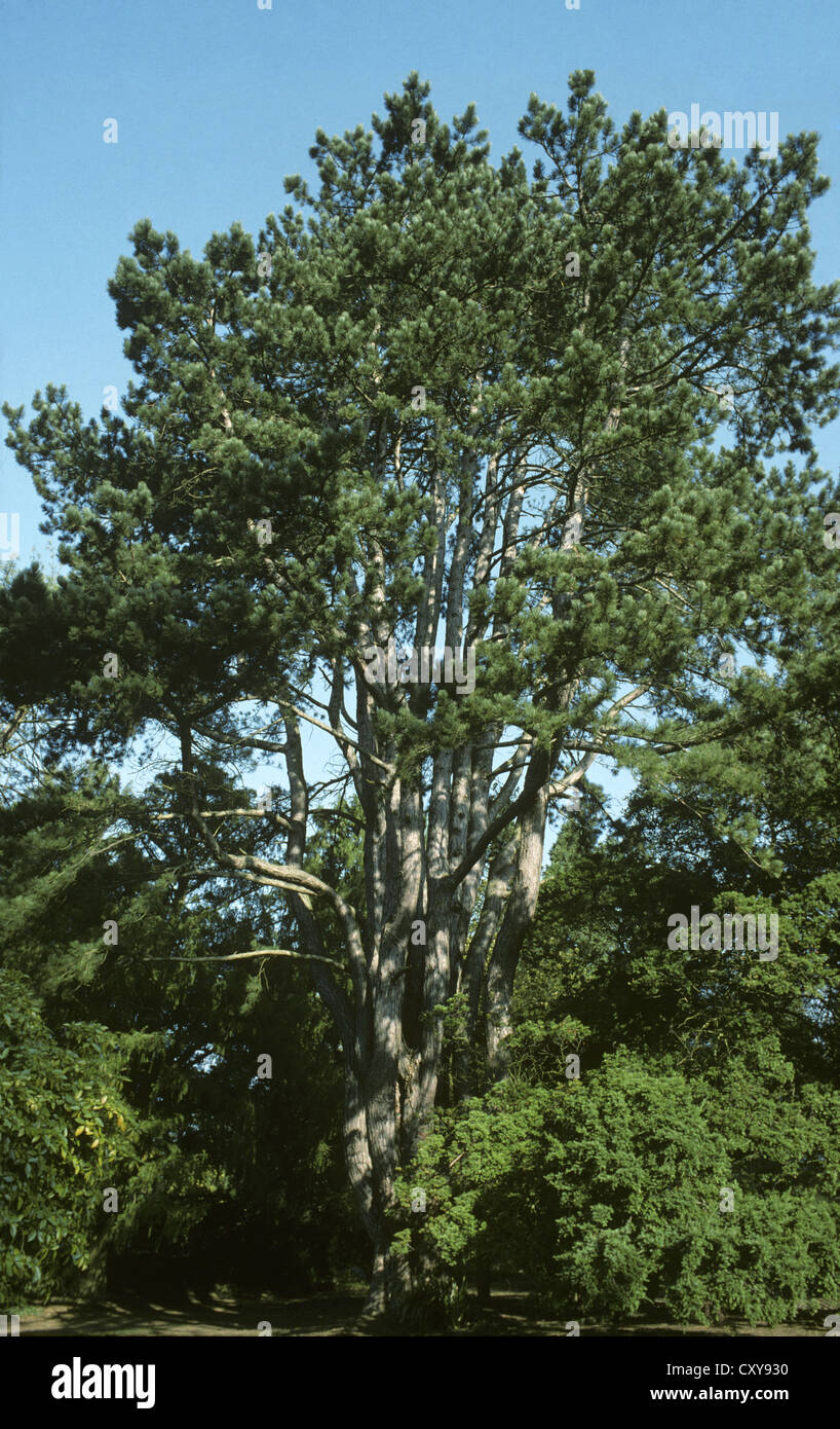 Crimea Pine Pinus nigra var. carmanica (Pinaceae) Foto Stock