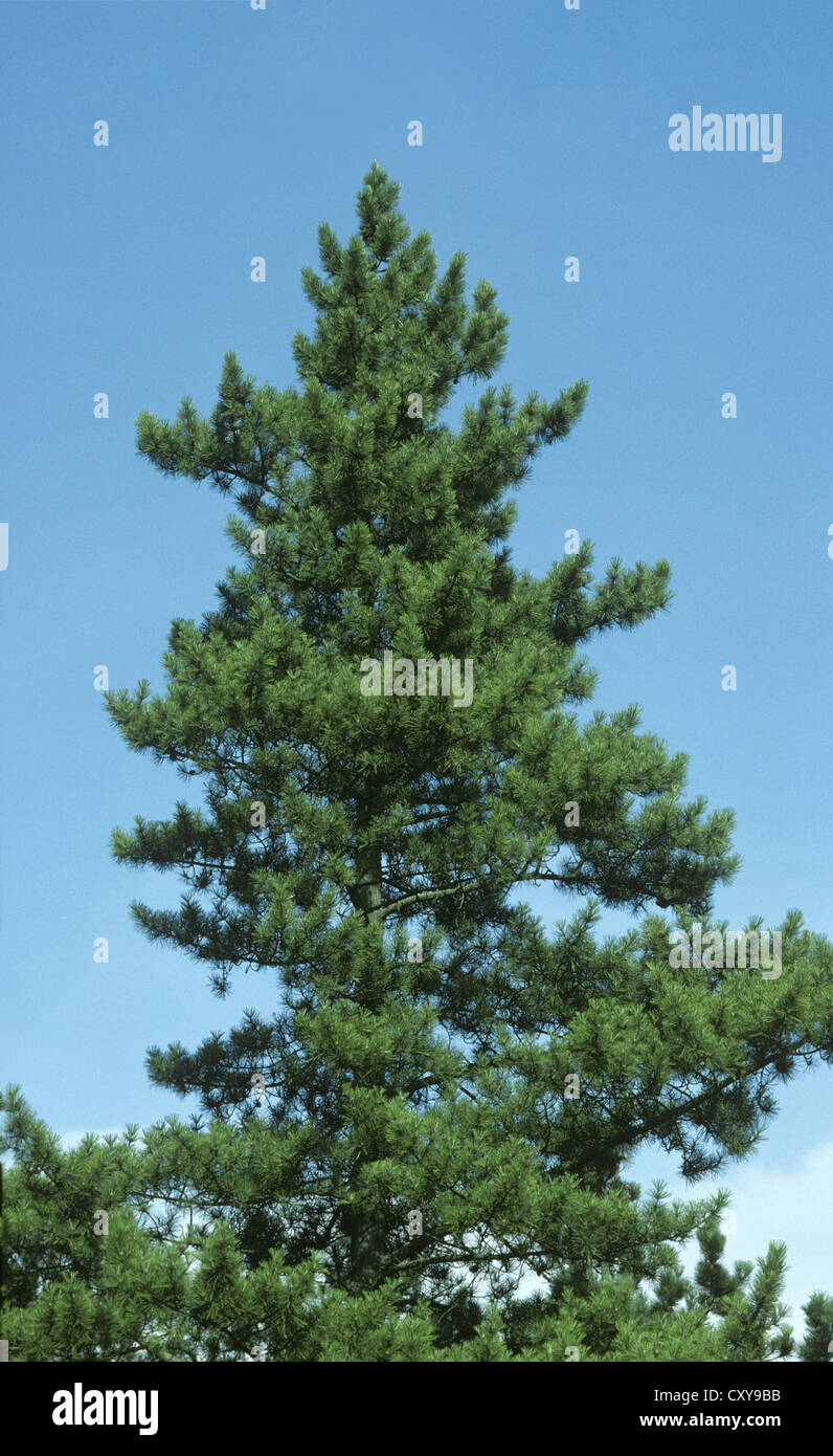 Giapponese di pino nero Pinus thunbergii (Pinaceae) Foto Stock