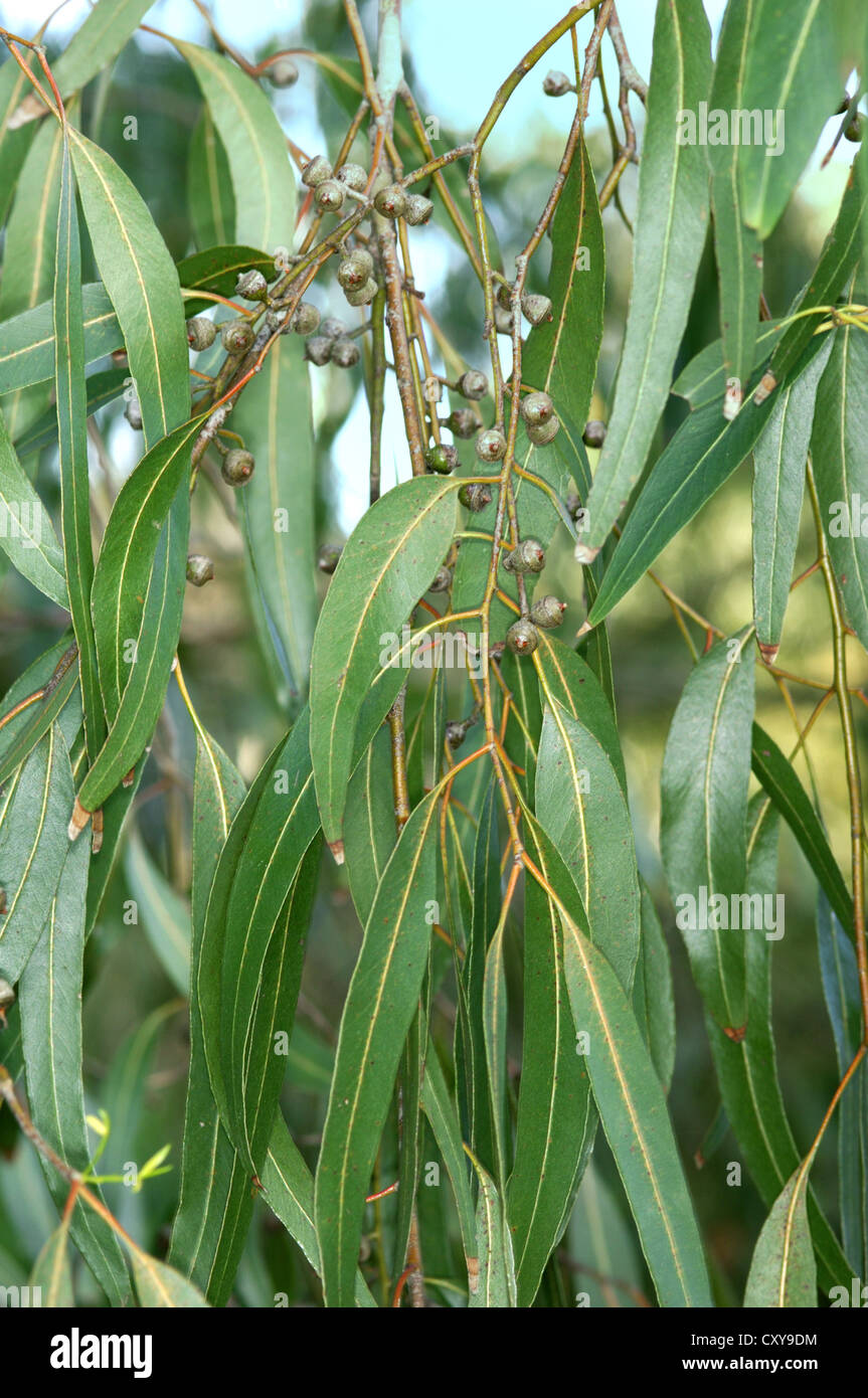 Nastro Gum Eucalyptus viminalis (Myrtaceae) Foto Stock