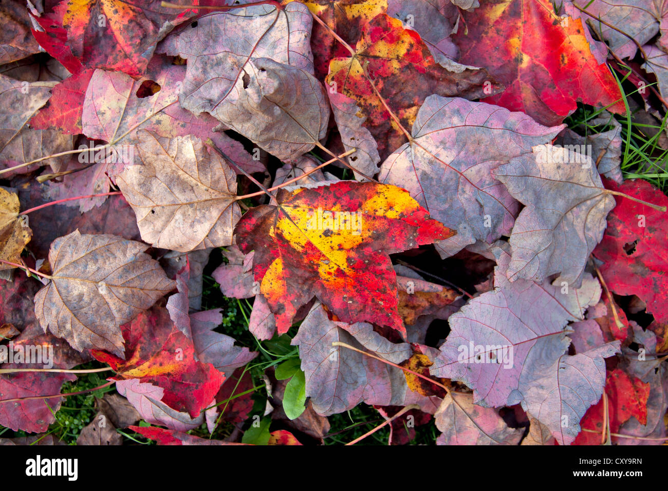 Rosso e giallo lascia cadere sul prato verde. Foto Stock