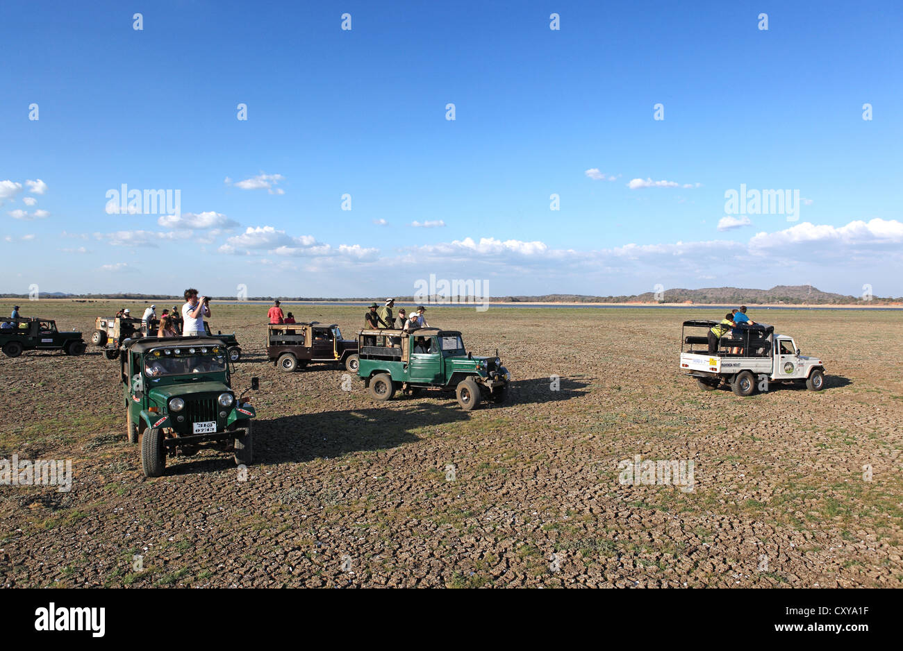 Tourist fauna jeep visita durante un periodo di siccità in Minneriya National Park, Sri Lanka. Foto Stock