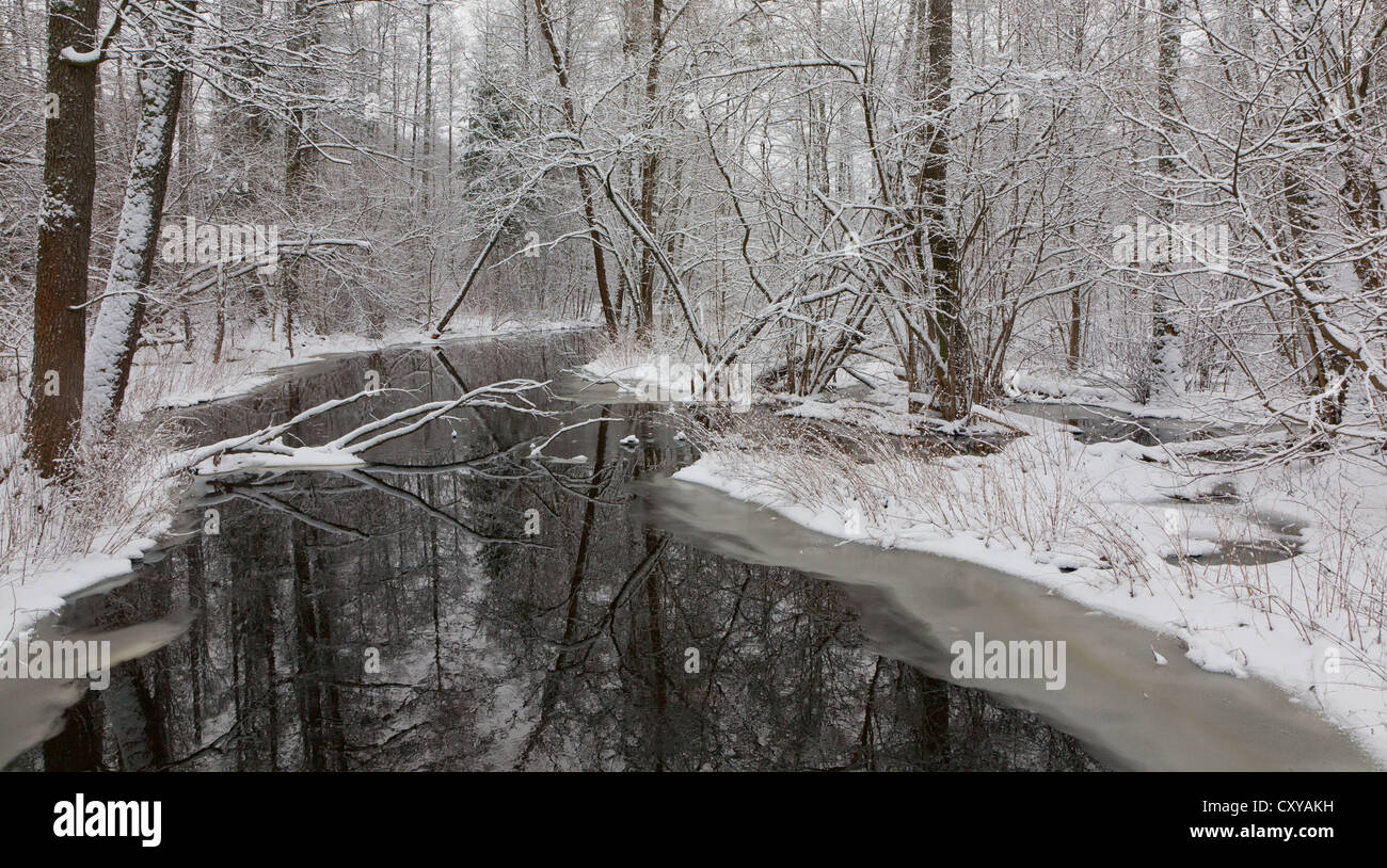 Nevoso bosco ripariale oltre il fiume con alberi di ontano e rotto uno giacente Foto Stock