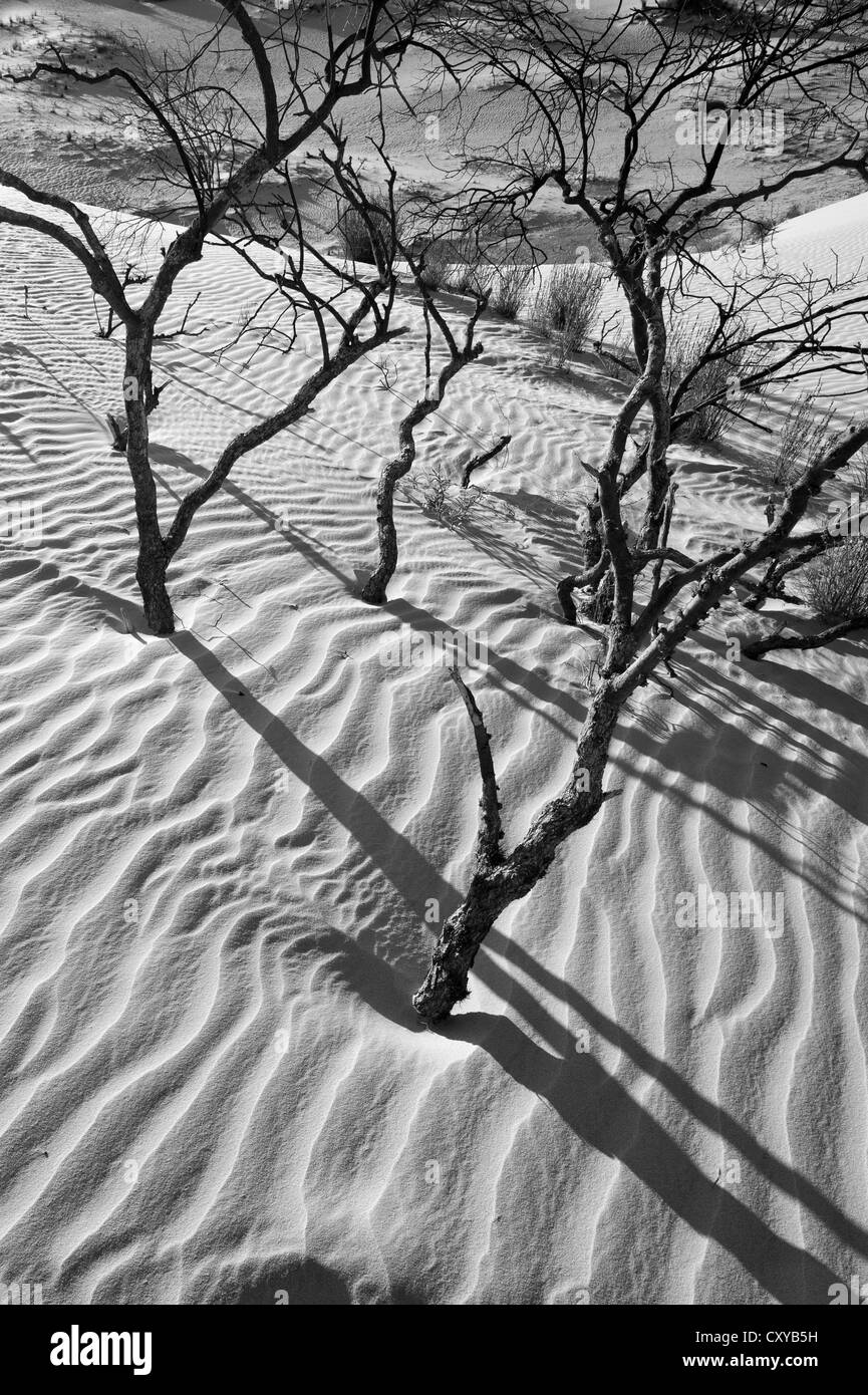 Dune di sabbia sulle pareti della Cina al Mungo National Park, New South Wales, Australia Foto Stock