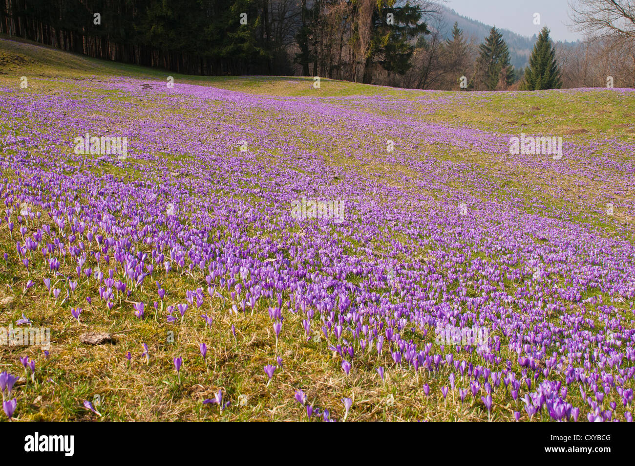 Più grande dell'Austria crocus selvatici (Crocus sp.), prato Gresten, Mostviertel regione, Austria, Europa Foto Stock