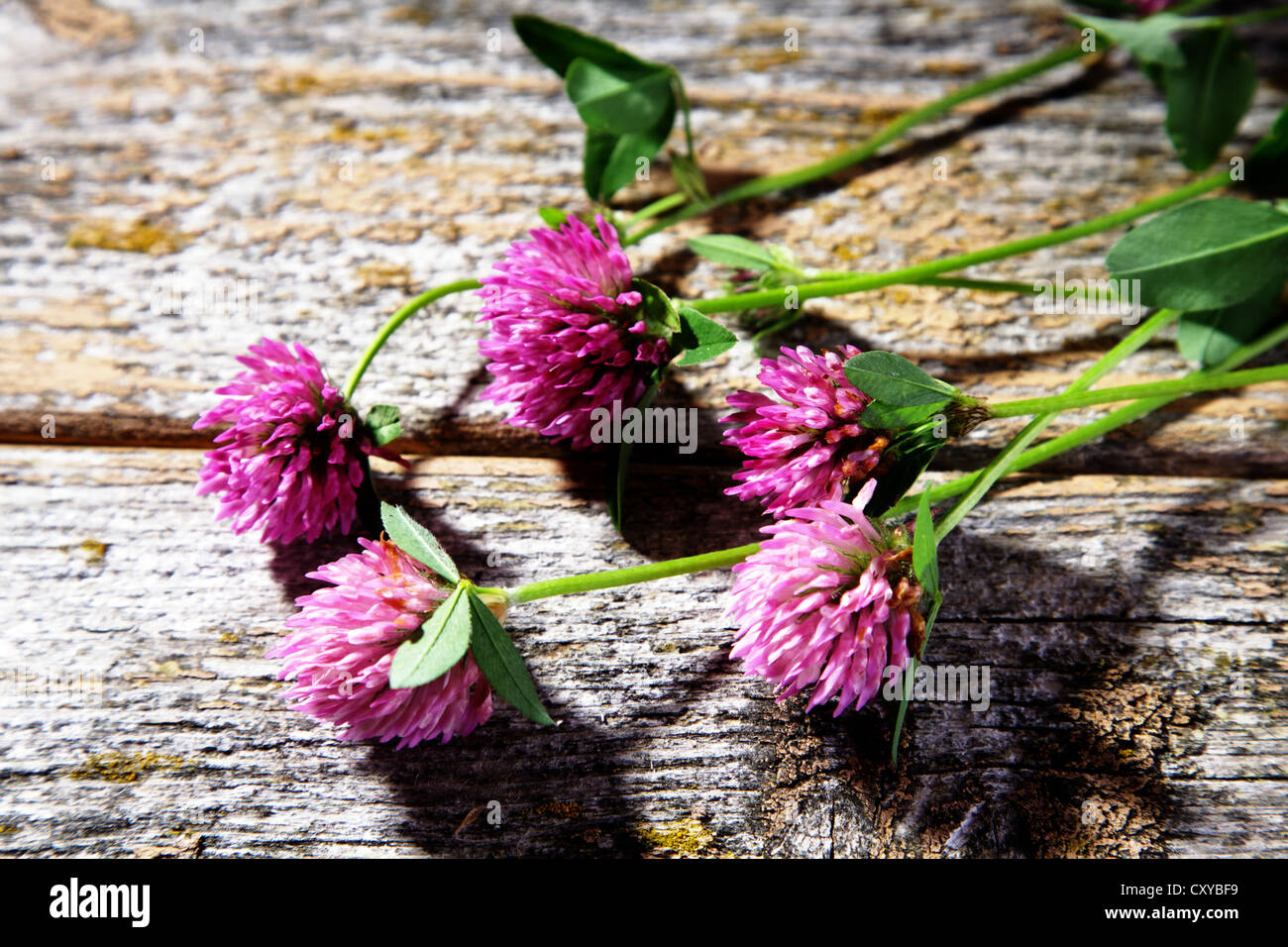 Fiori di trifoglio rosso (Trifolium pratense) su una superficie di legno Foto Stock