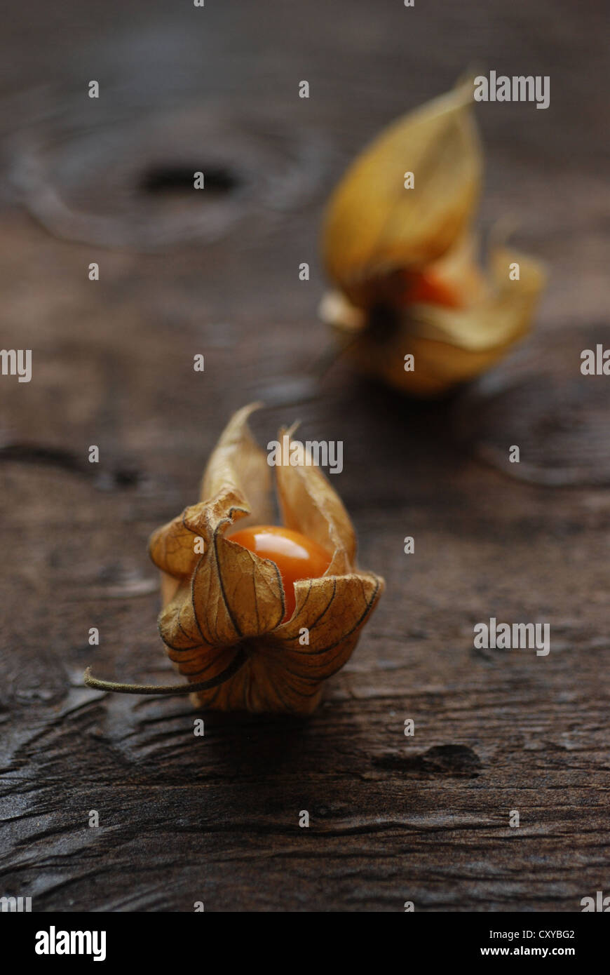 Ribes del capo ancora la vita sulla tavola in legno rustico. Foto Stock