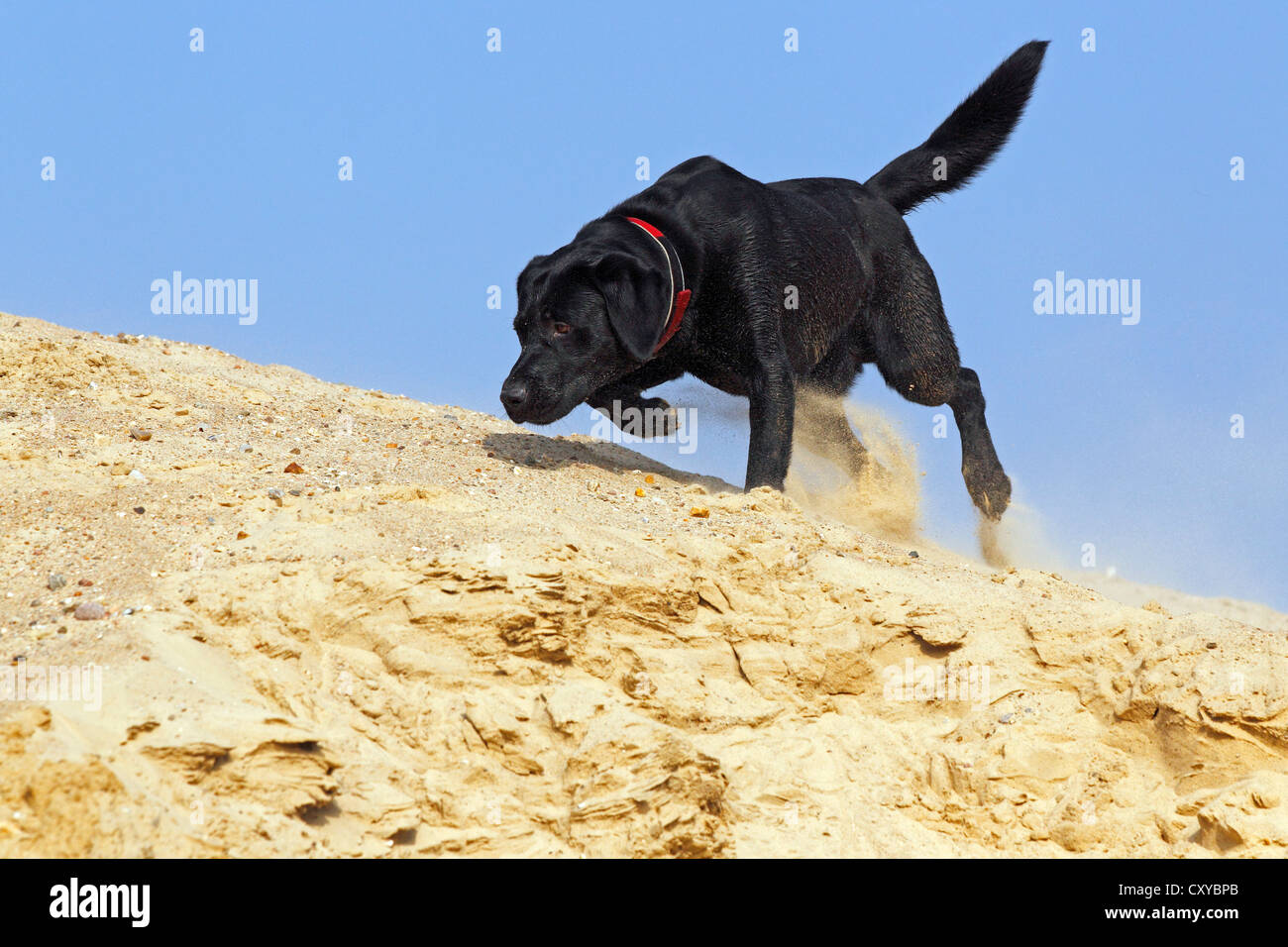 Nero Labrador Retriever (Canis lupus familiaris), maschio a seguito di un profumo, in esecuzione Foto Stock