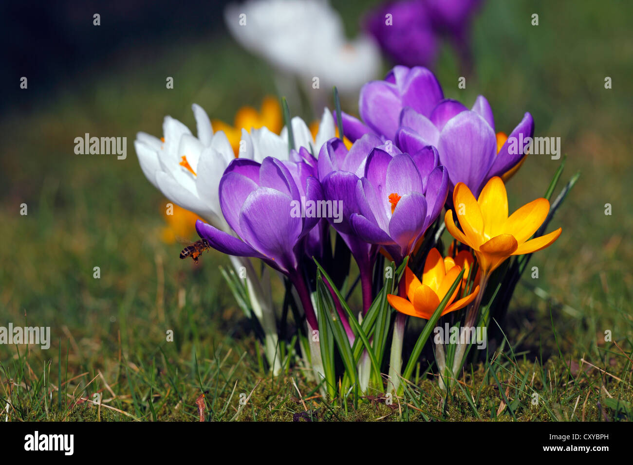 Fioritura gigante Crocus olandese o molla Crocus (crocus vernus ibridi) su un prato in primavera Foto Stock