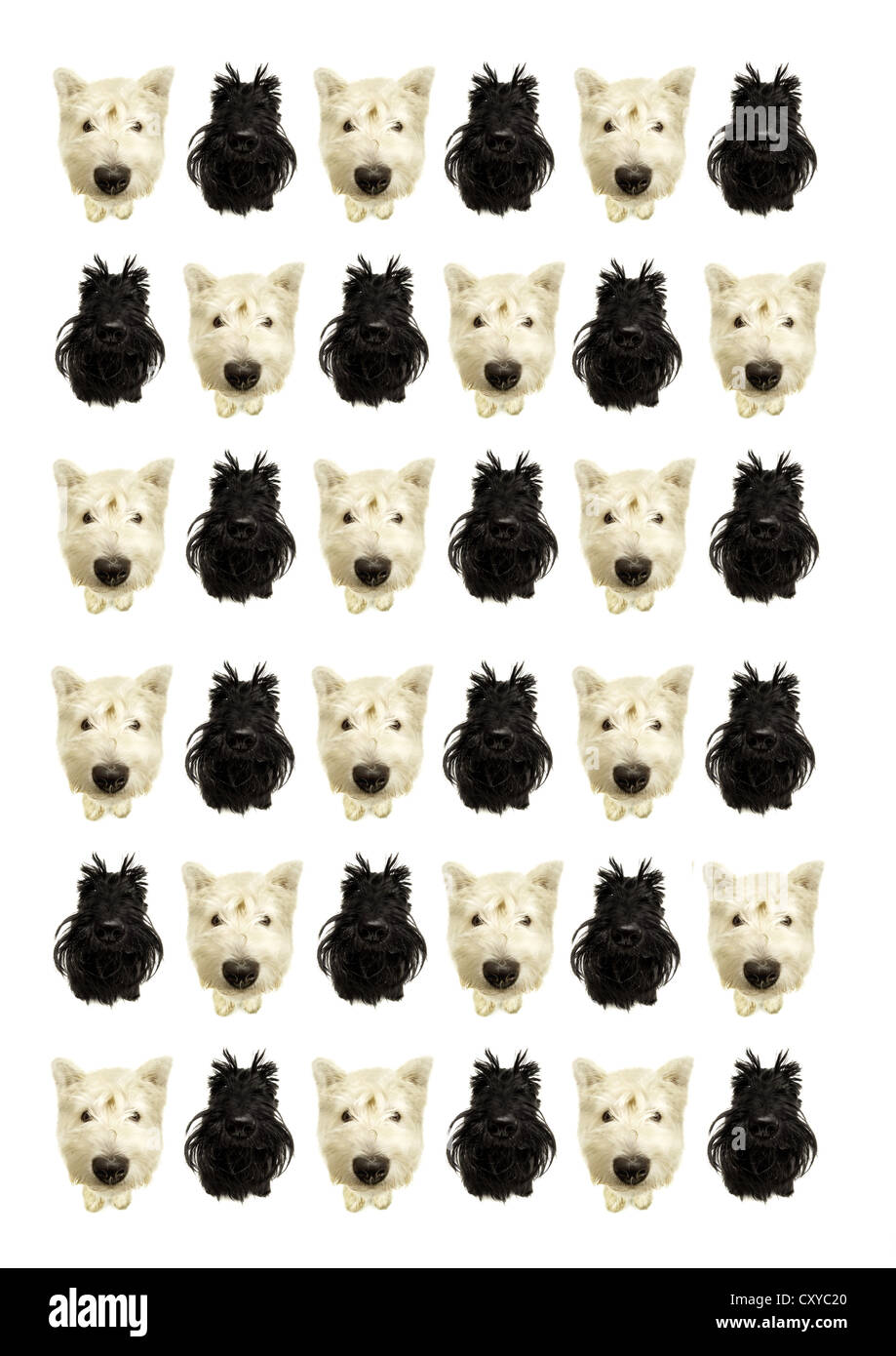 West Highland White Terrier e una scozzese Terrier ripetuta in righe, componendo Foto Stock