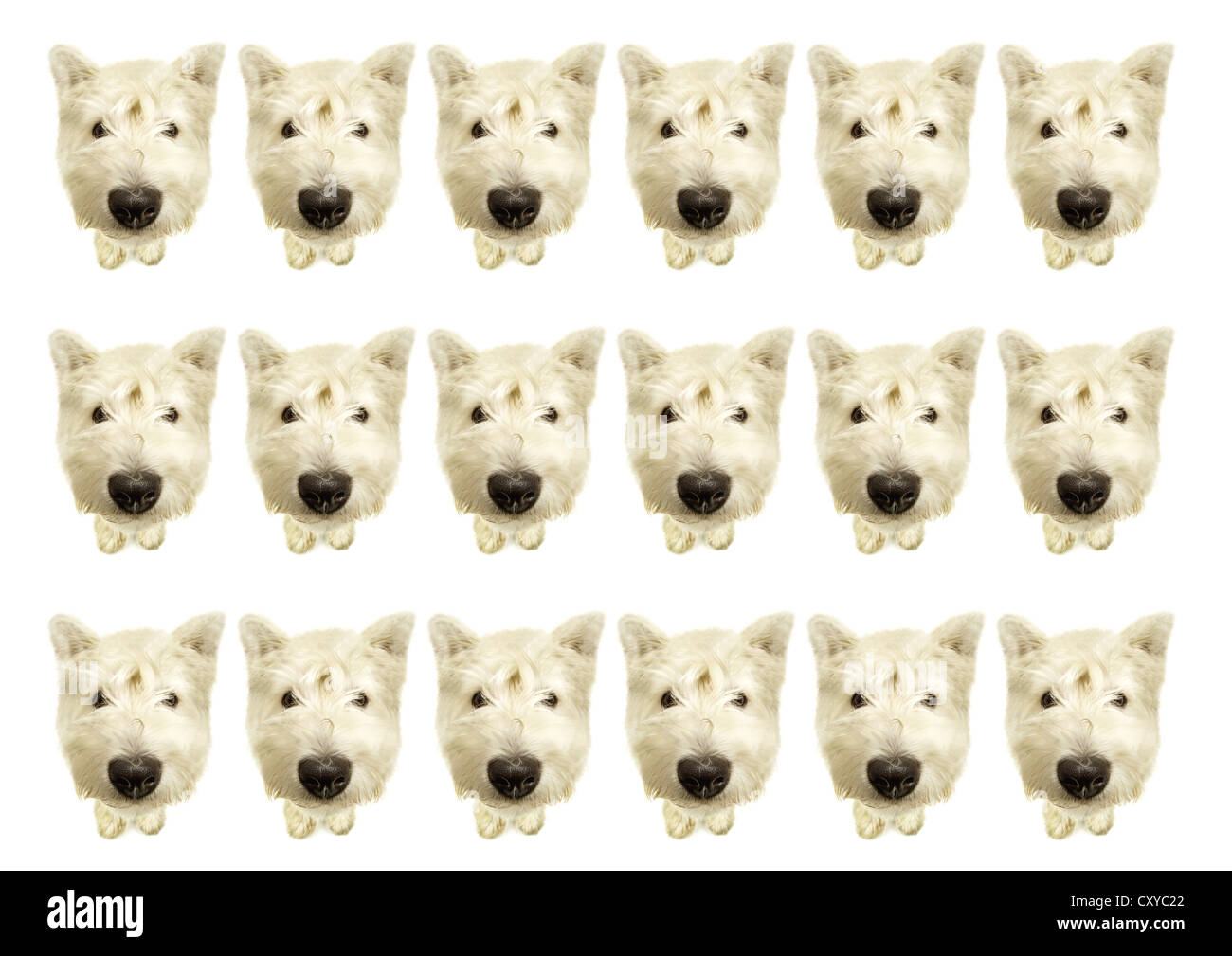 West Highland White Terrier, ripetuto in righe, componendo Foto Stock