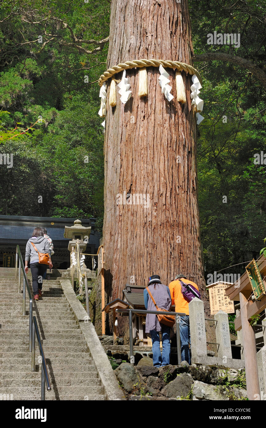 Shimenawa, paglia di riso di corda attorno ad un albero di cedro, lo Shintoismo tabù caratteri, dio la corda al Kurama-dera o Tempio Kurama Foto Stock