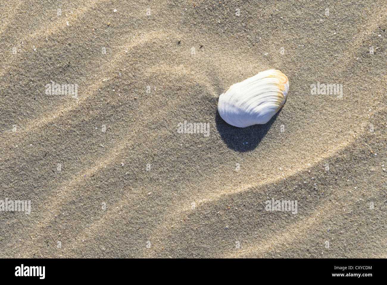 Guscio di sabbia su una spiaggia, soft-shell Clam (Mya arenaria), mare del Nord Foto Stock
