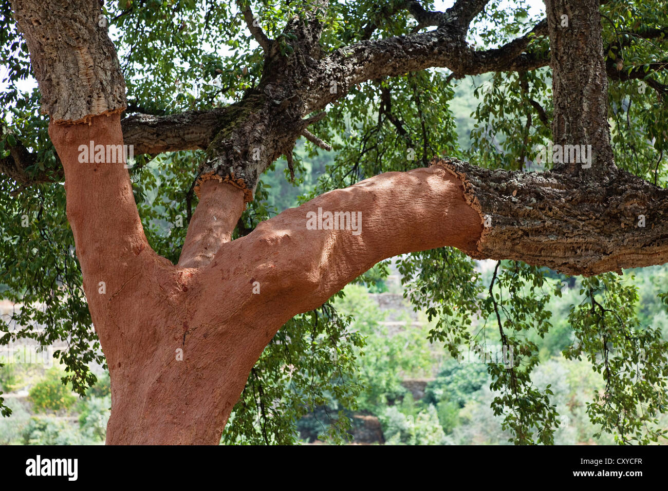Quercia da sughero (Quercus suber), Algarve, PORTOGALLO Foto Stock