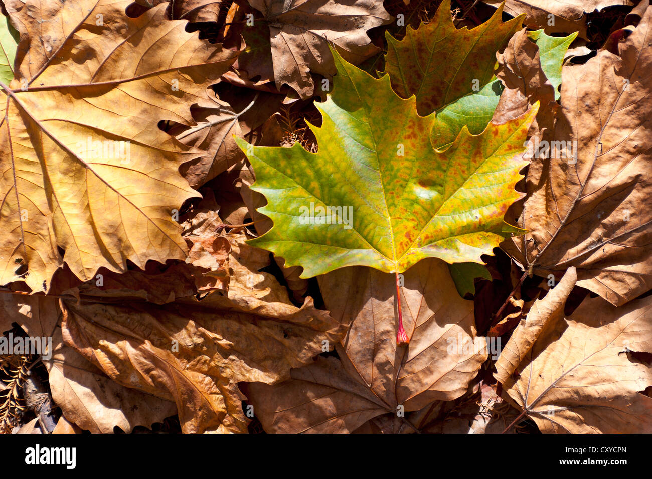 Foglie autunnali, Norvegia Maple (Acer platanoides), Western Springs Park di Auckland, Isola del nord, Nuova Zelanda Foto Stock