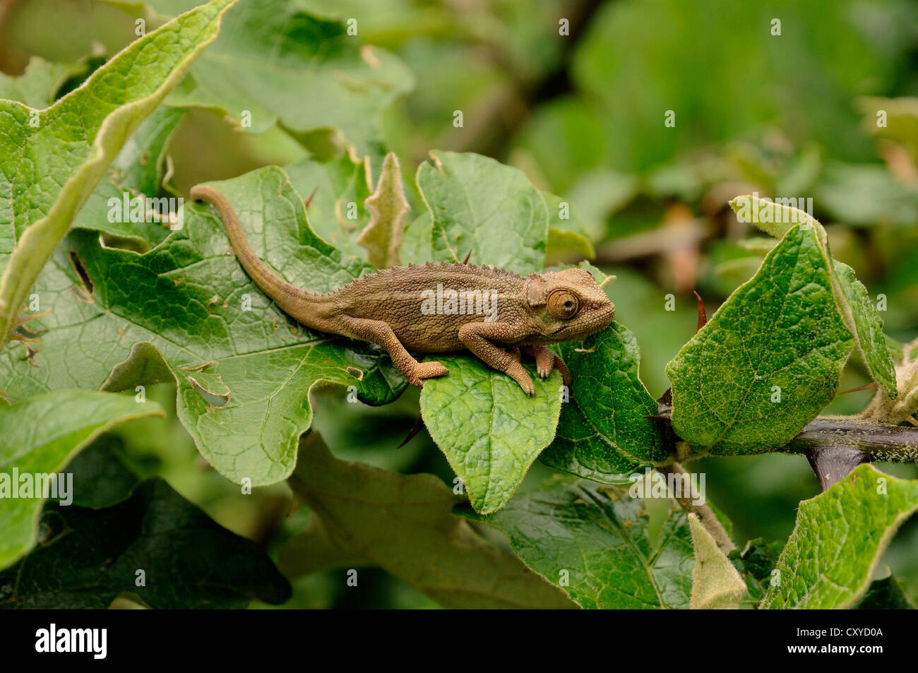 Camaleonte ruvida o Rudis Chameleon (Chamaeleo rudis), ai piedi del vulcano Gahinga, Parco Nazionale Vulcani, Parc National Foto Stock