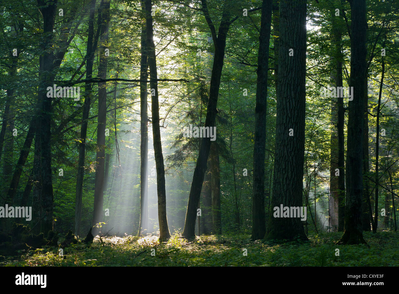 Sunbeam entrando ricco bosco di latifoglie nella foschia mattutina con vecchi alberi di carpino in primo piano Foto Stock