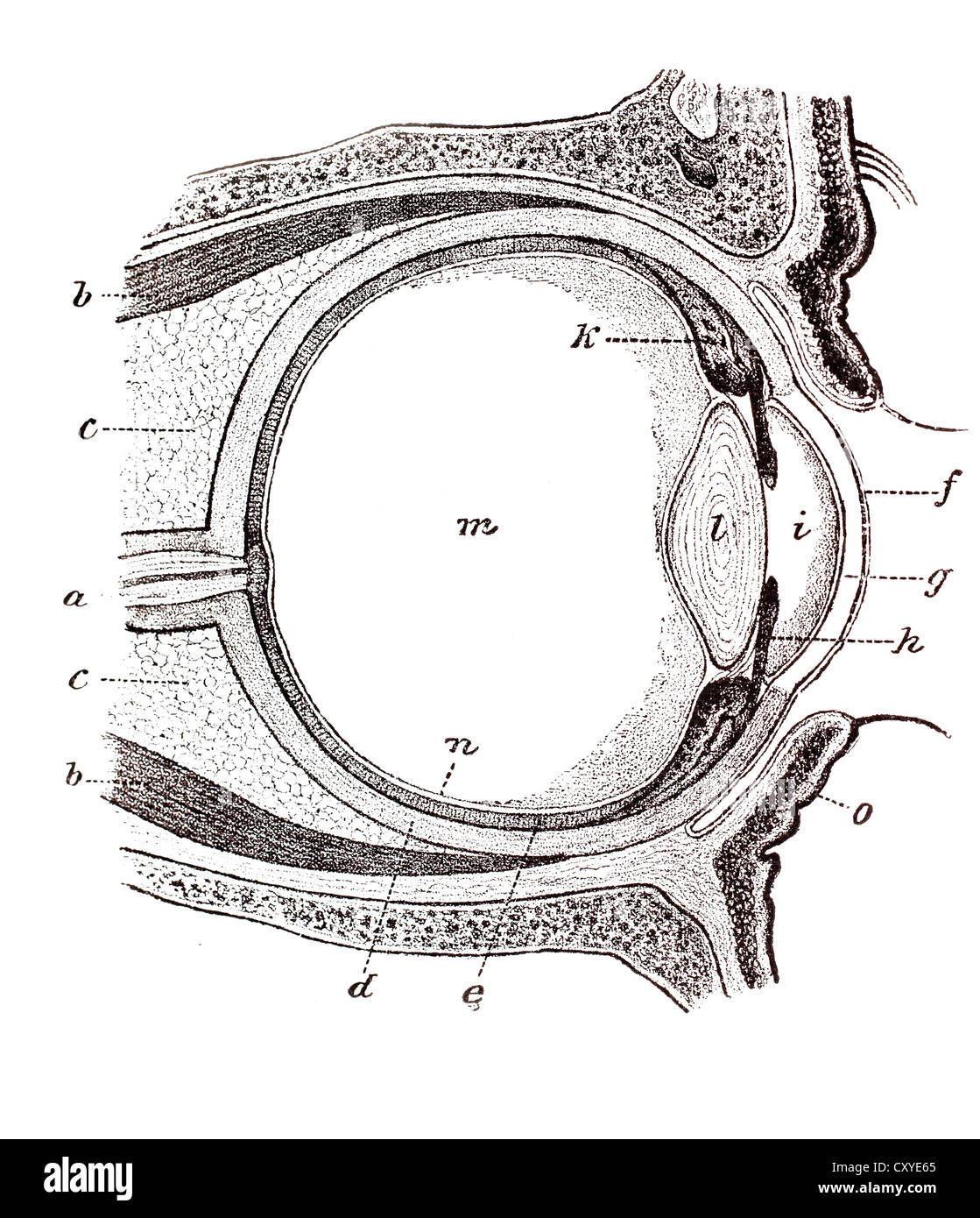 Occhio, illustrazione anatomica Foto Stock