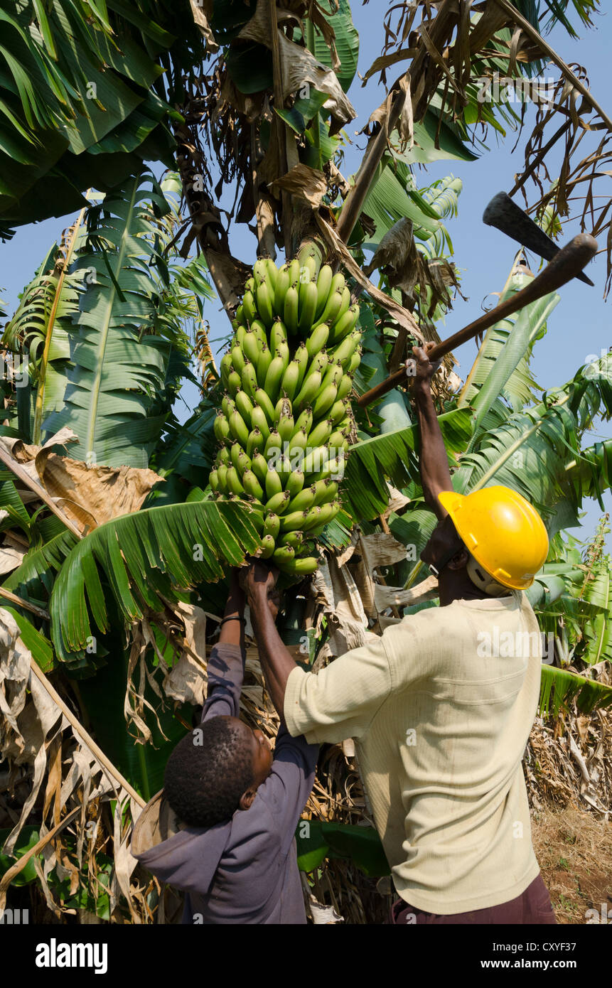 Il contadino di raccogliere un mazzetto di banana dalla sua piantagione. Mpika. Zambia. Foto Stock