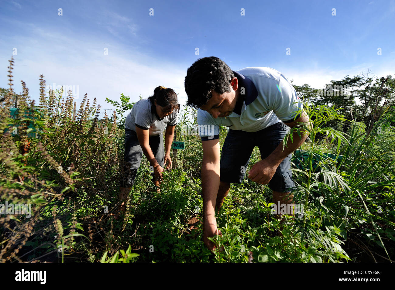 Giardino di piante officinali, medicina naturale, villaggio Comunidad Vy'a Renda, Distrito Curuguaty, Departamento canindeyú Foto Stock