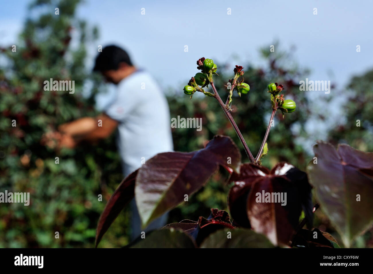 Giardino di piante officinali, medicina naturale, villaggio Comunidad Vy'a Renda, Distrito Curuguaty, Departamento canindeyú Foto Stock