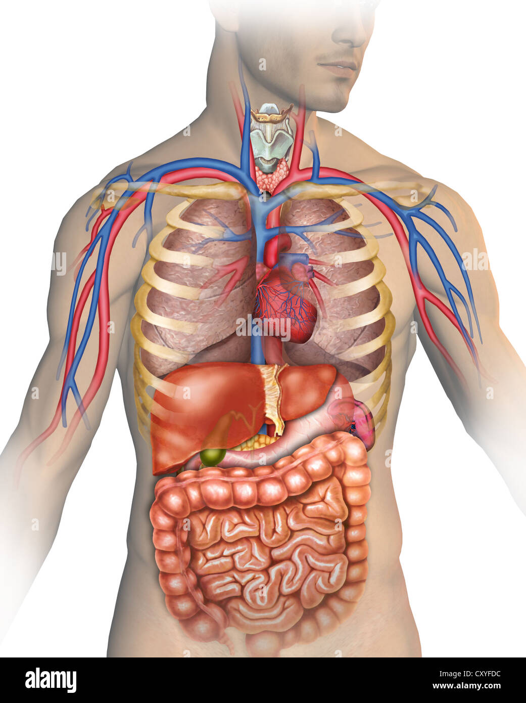 Anatomia del corpo umano con i vari organi che la compongono Foto