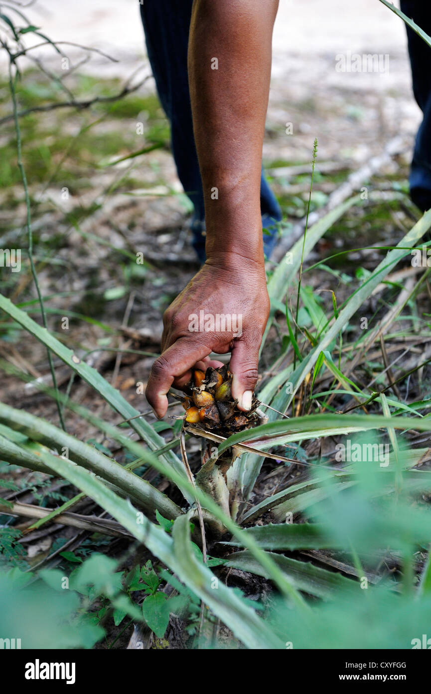 L'uomo raccolta, villaggio di Onedi, indigeni Pilaga persone, Gran Chaco, Formosa provincia, Argentina, Sud America Foto Stock