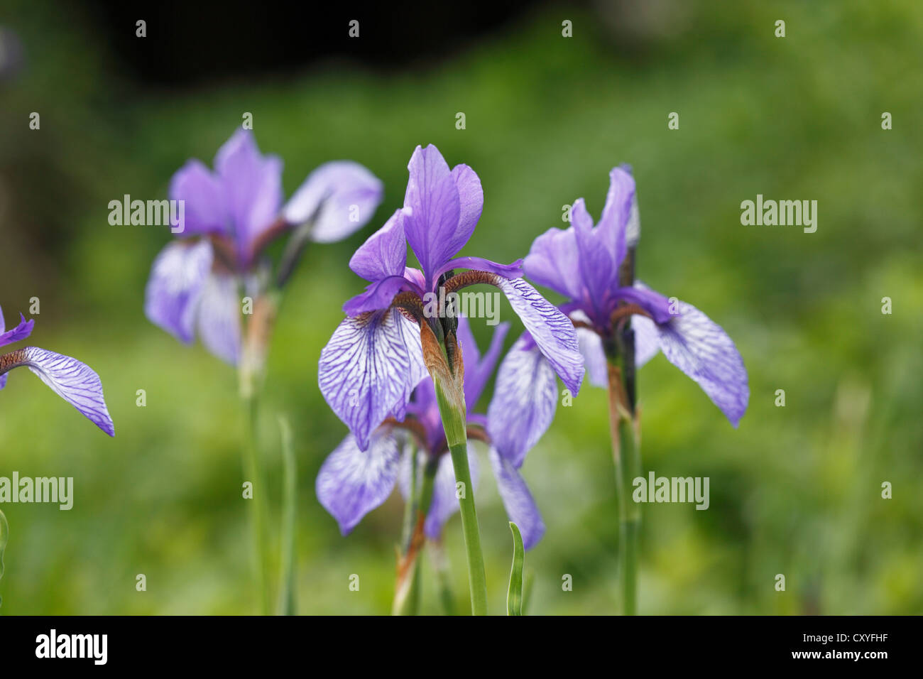 Siberian Iris (Iris sibirica), Stiria, Austria, Europa Foto Stock