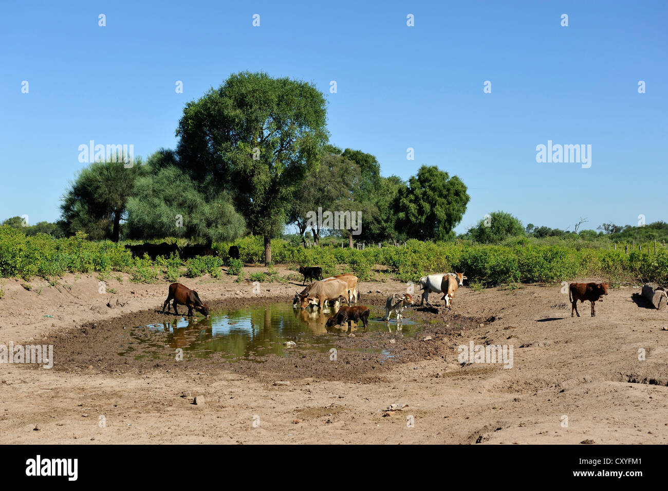 Bestiame in una essiccazione fino waterhole, Tres Isletas, provincia di Chaco, Argentina, Sud America Foto Stock