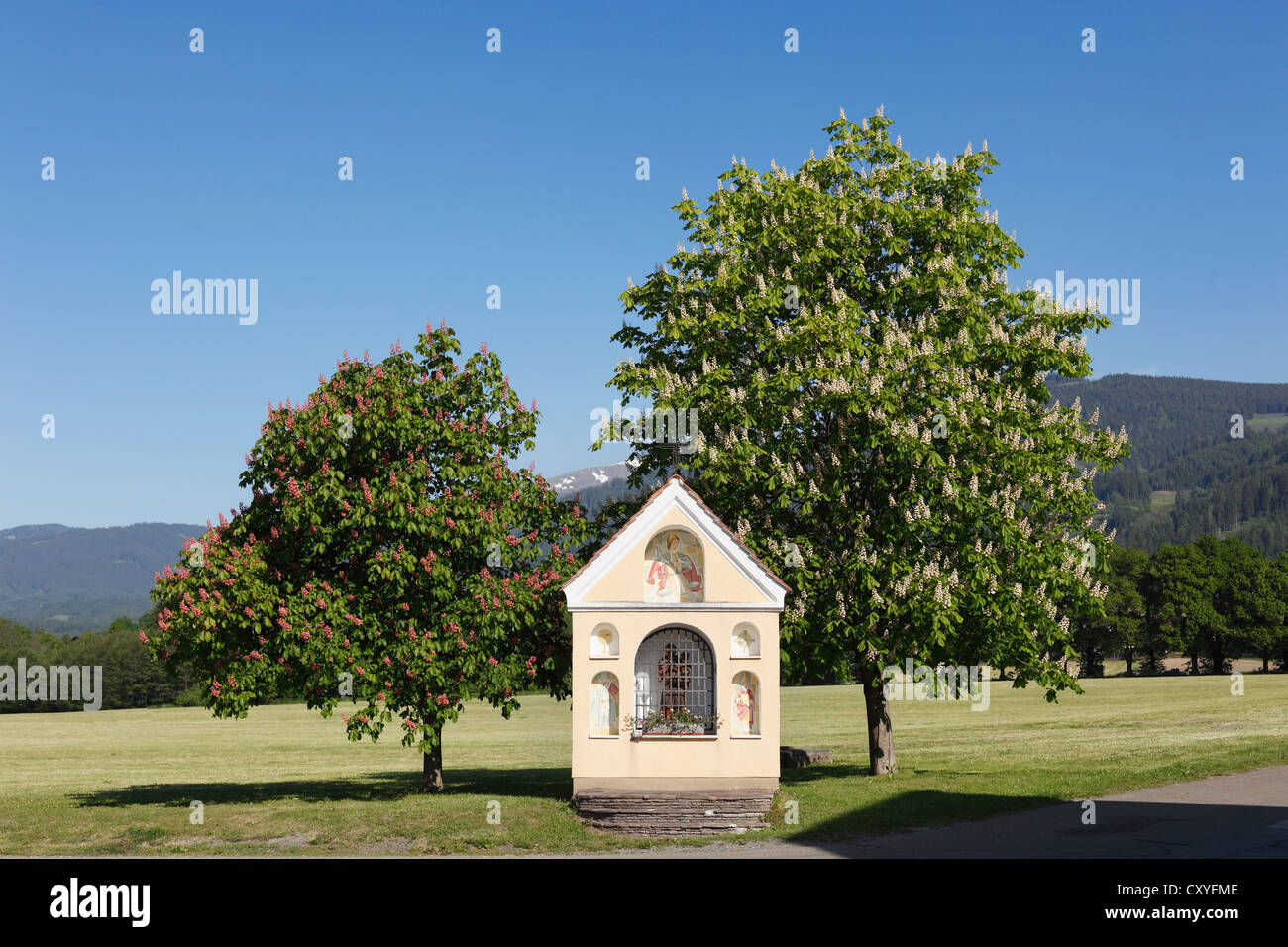 La cappella e la fioritura degli alberi di castagno, ippocastano (Aesculus hippocastanum) Prankh, comunità di San Marein vicino Knittelfeld Foto Stock