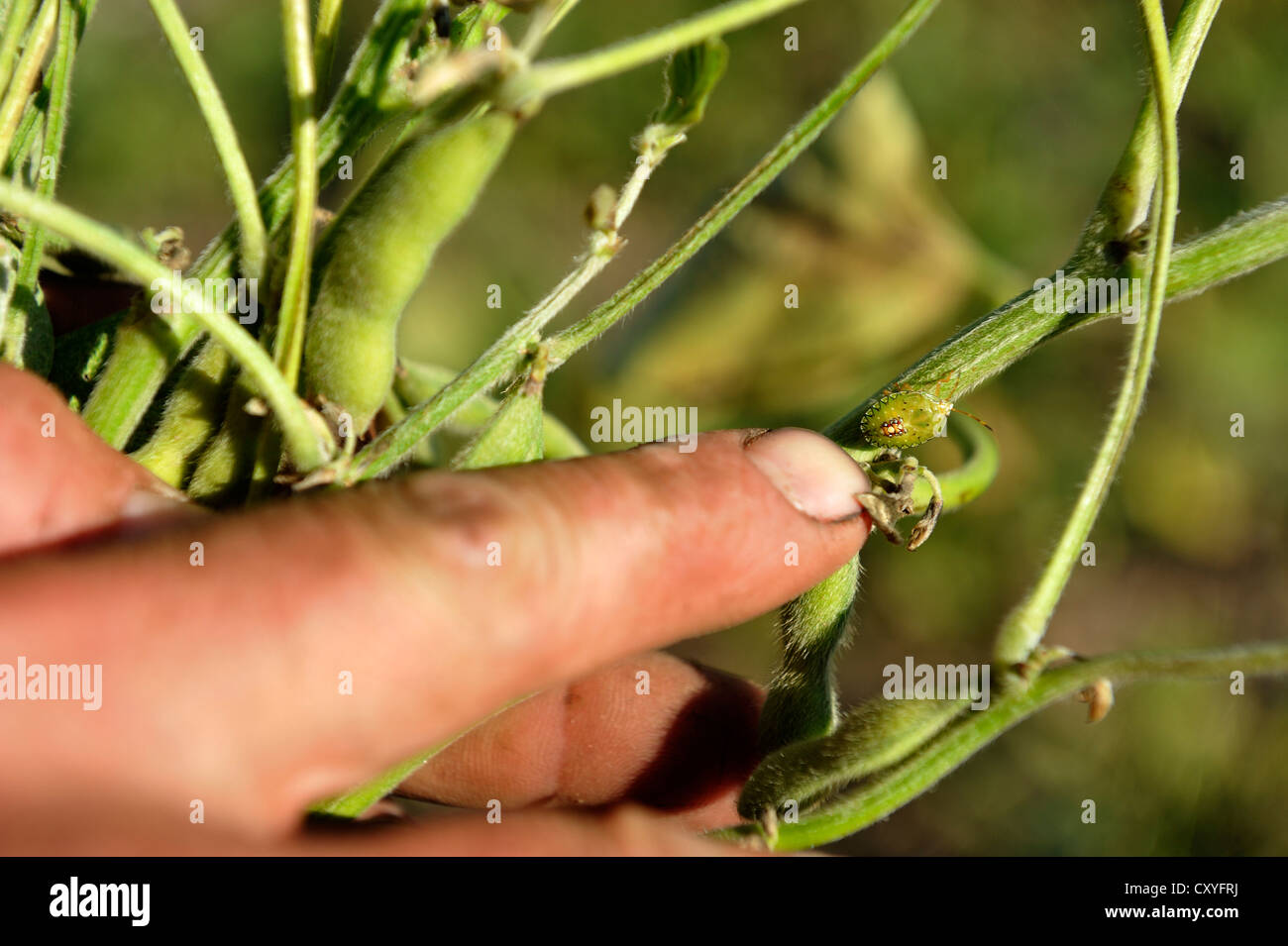 Pest su una pianta di soia, pesti sviluppano resistenza al pesticida Roundup "" realizzato dalla U.S. azienda agricola Monsanto Foto Stock