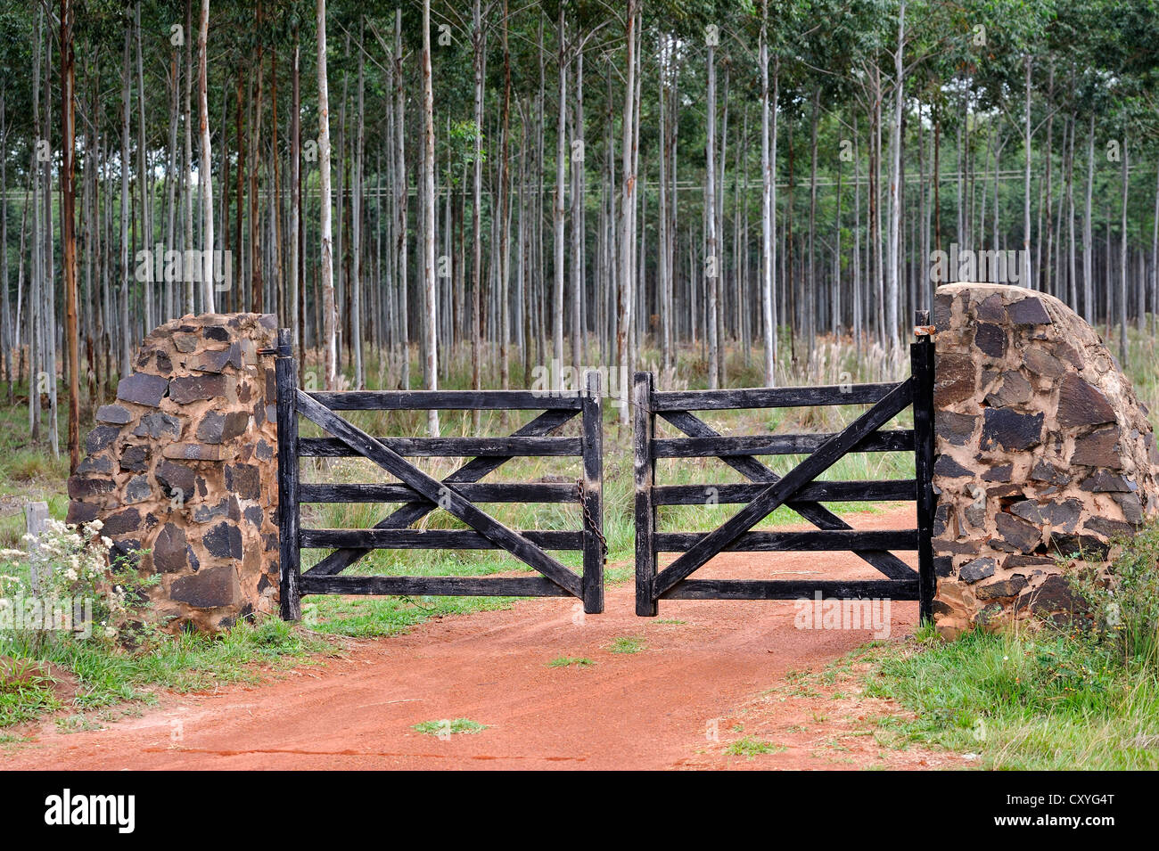 Porte di una gomma piantagione di alberi, Alto Paraná, Paraguay, Sud America Foto Stock