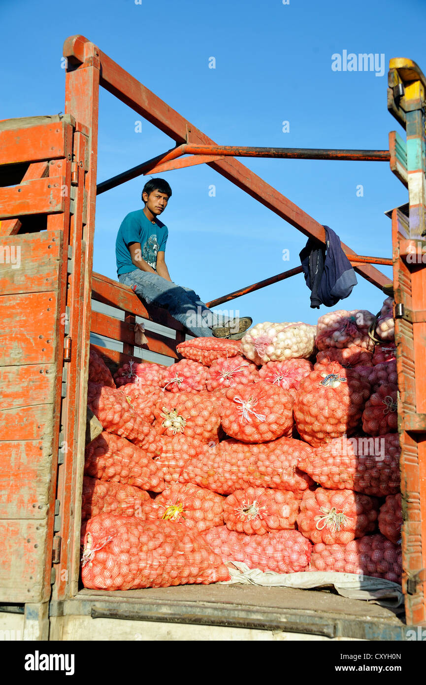 Giovane uomo seduto su un autocarro caricato con cipolle, CENMA, vegetale mercato all'ingrosso nel sud di Città del Guatemala, Guatemala Foto Stock