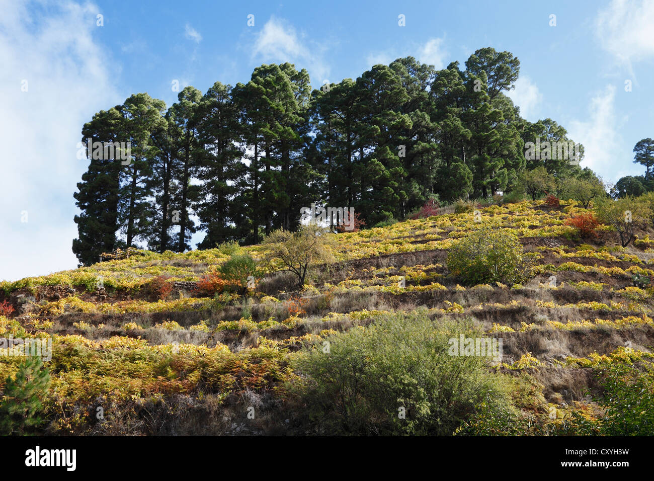 Vigneti sopra Garafia, La Palma Isole Canarie Spagna, Europa Foto Stock