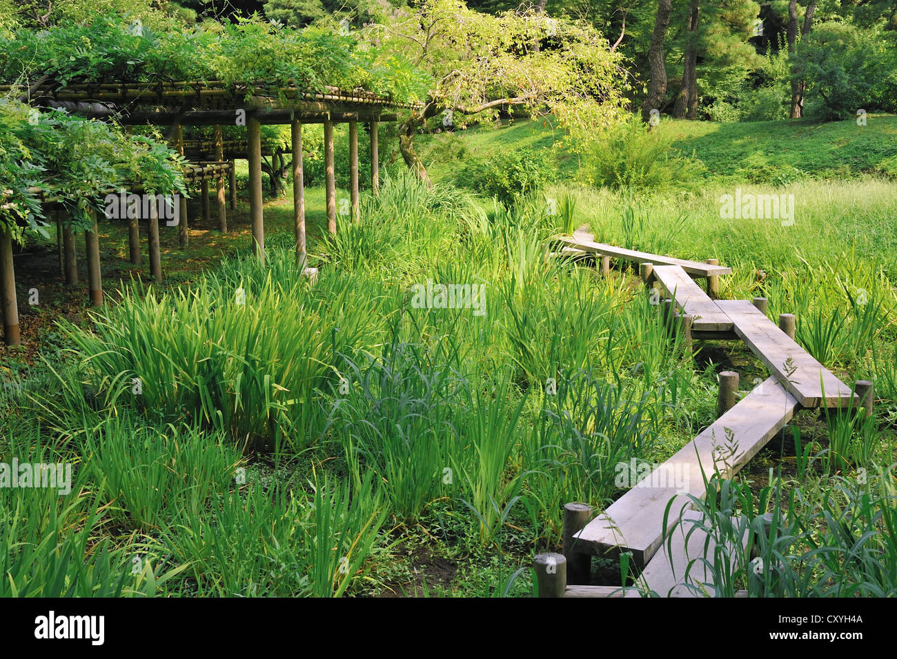 Percorso di legno su erba verde prato all'interno del famoso parco Korakuen a Tokyo in Giappone Foto Stock