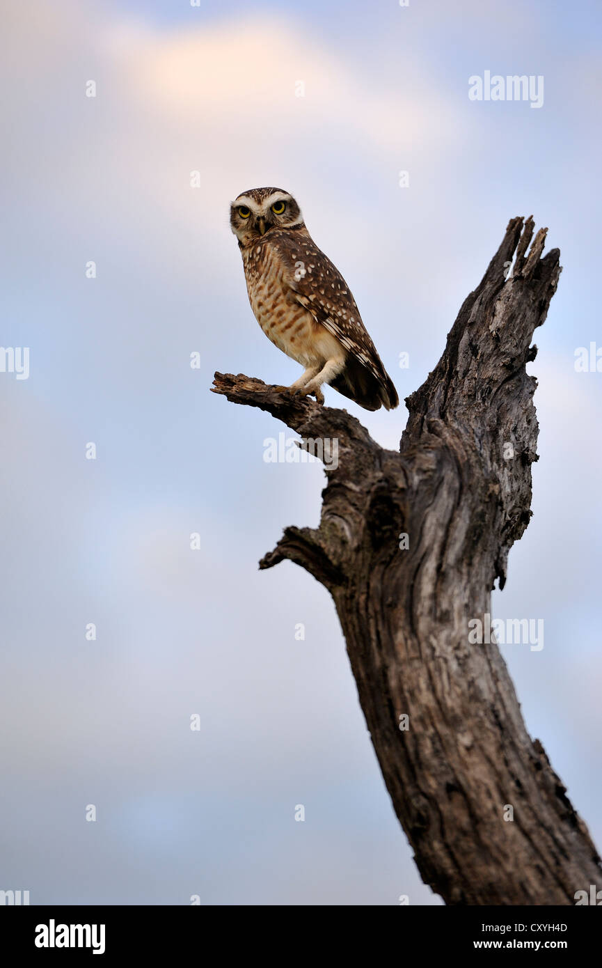 Chaco Allocco (Strix chacoensis), su un albero morto, provincia di Chaco, Argentina America del Sud Foto Stock