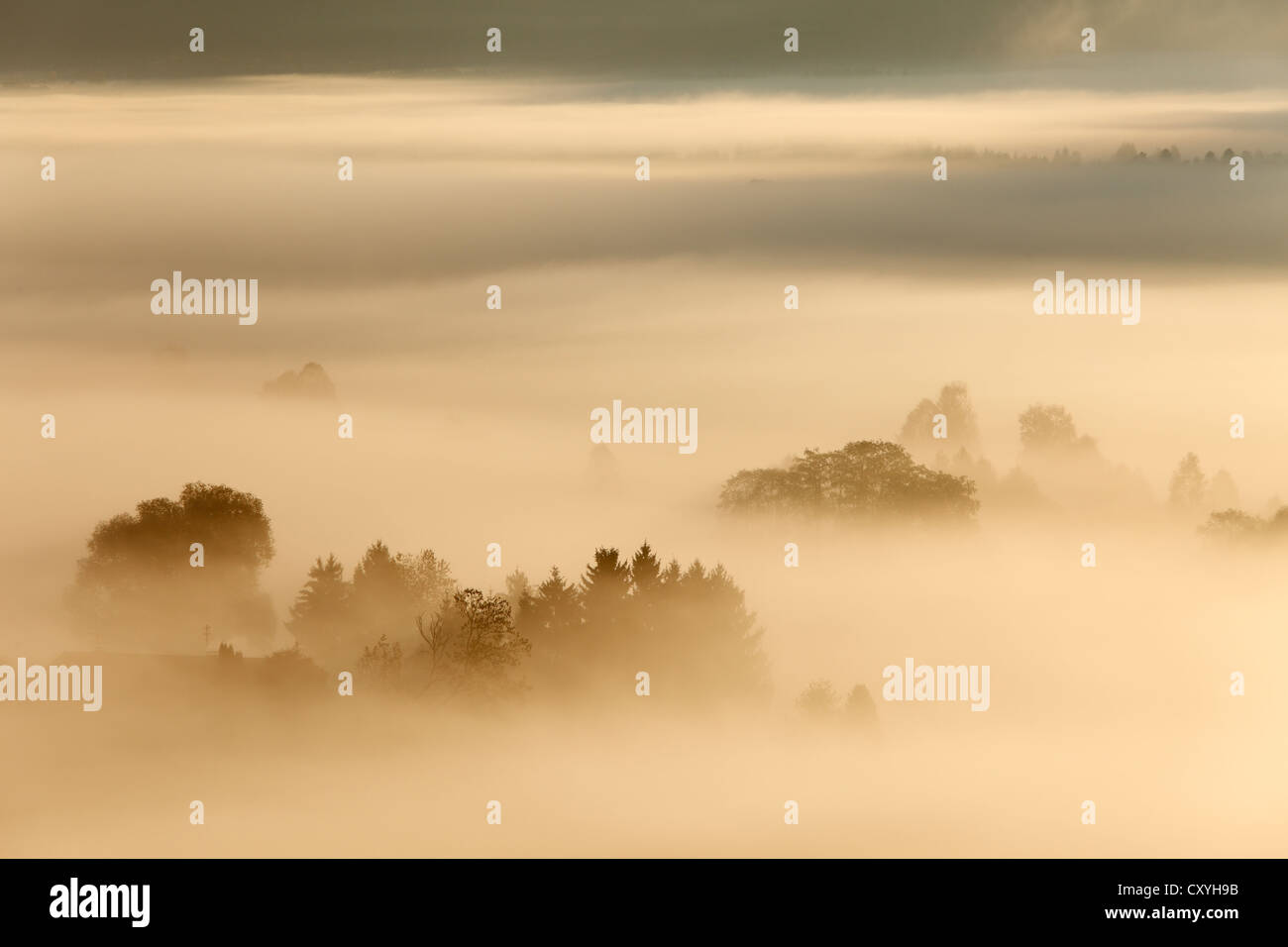 Nebbia di mattina su Loisach ormeggiare o Loisach-Kochelsee-Moor, Blaues Land regione, Alta Baviera, Baviera Foto Stock