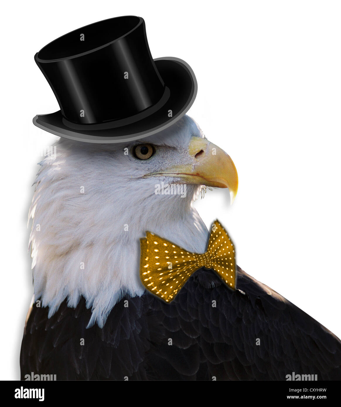 Aquila calva tutti travestiti. Foto Stock