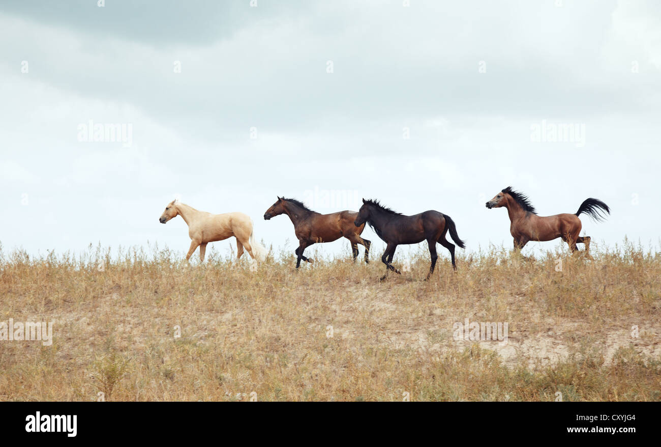 Quattro cavalli all'aperto in esecuzione nella steppa Foto Stock