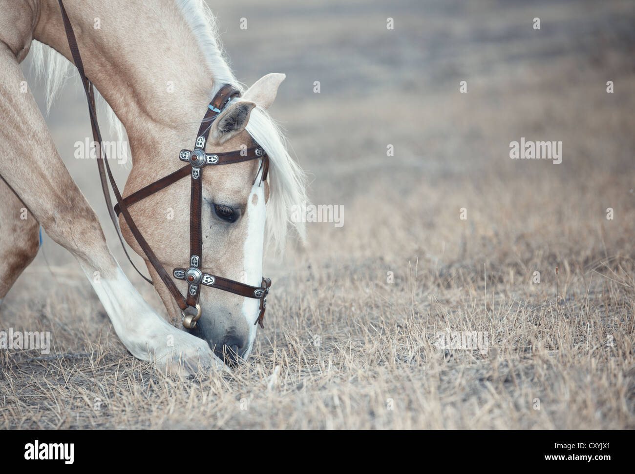 Cavallo di castagno alimentazione nella steppa Foto Stock