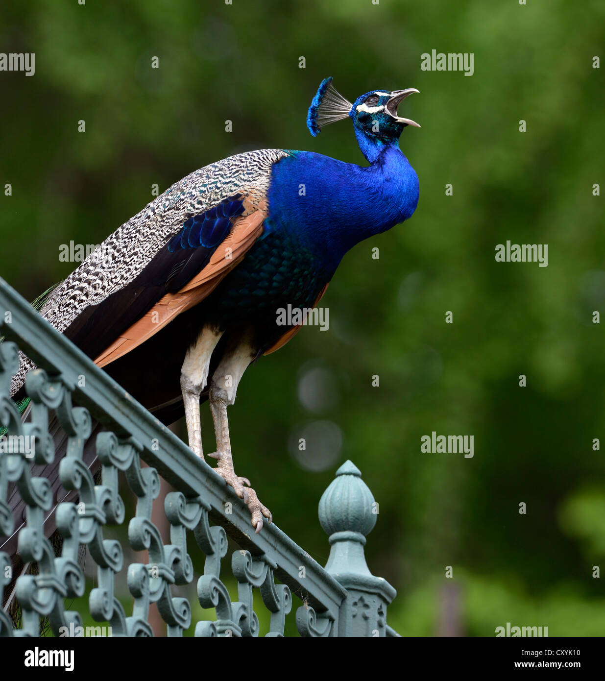 Peafowl indiano o peafowl blu (Pavo cristatus), maschio appollaiato sulla recinzione, chiamando, Stoccarda, Baden-Wuerttemberg Foto Stock