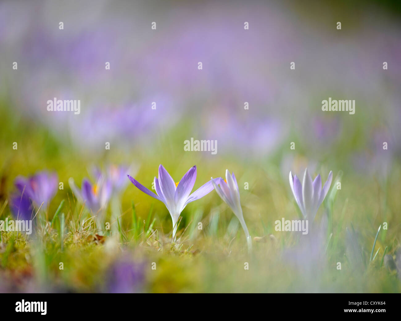 La molla di crochi (Crocus albiflorus), Stoccarda, Baden-Wuerttemberg, PublicGround Foto Stock