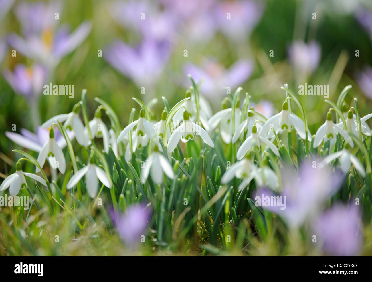 La molla di crochi (Crocus albiflorus) e Bucaneve (Galanthus nivalis), Stoccarda, Baden-Wuerttemberg, PublicGround Foto Stock