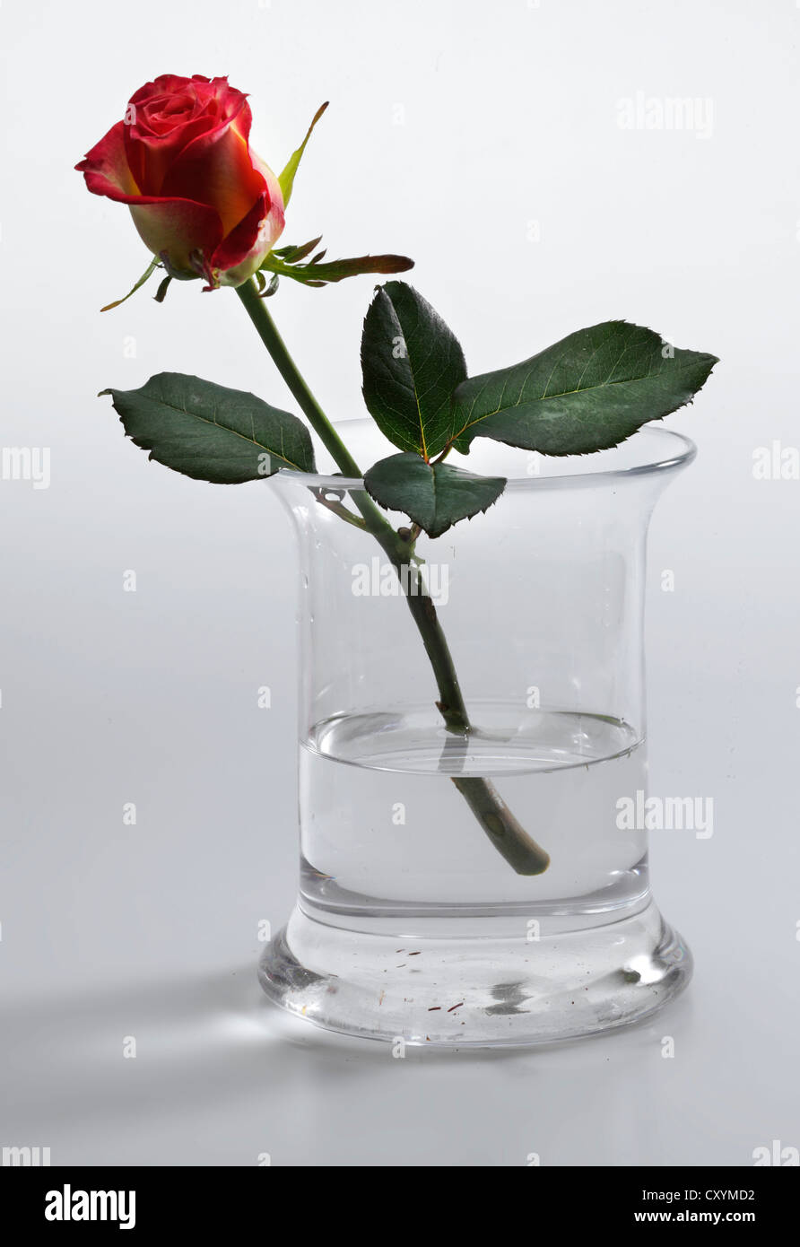 Red rose a vase immagini e fotografie stock ad alta risoluzione - Alamy