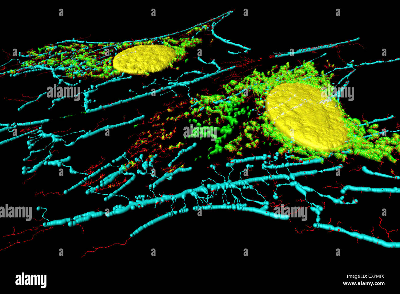 Micofilaments, mitocondri e nuclei in cellule di fibroblasti Foto Stock