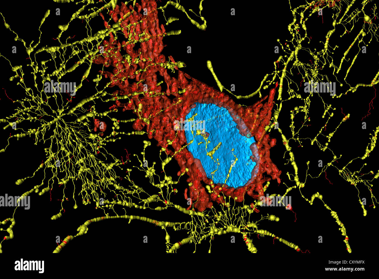 Micofilaments, mitocondri e nuclei in cellule di fibroblasti Foto Stock