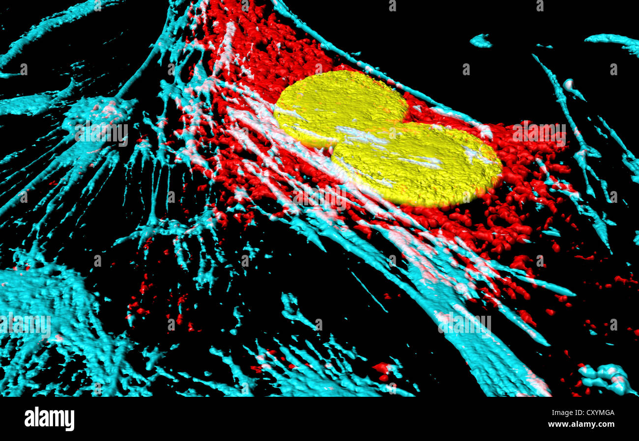 Micofilaments, mitocondri e nuclei in cellule di fibroblasti Foto Stock